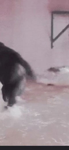 #monkey #monke #spiningmonke #monkefalldown #hahah @wcmsaccountt | Spinning Monkey