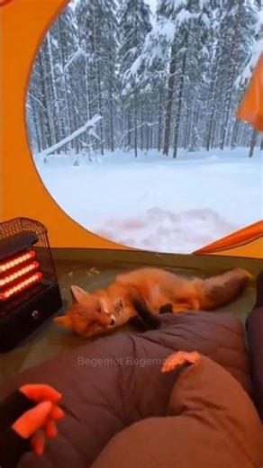 Лесенок пропал в лесу ночью! / Puppy lost in the woods at night! 🦊 #shorts #зима #rescue #милота