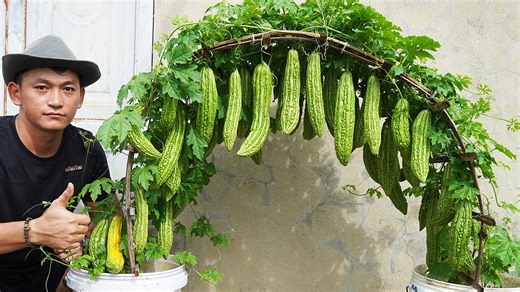 1.4M views · 24K reactions | How To Grow Cucumbers In Pots Boost Harvest 5x With This Simple Trick | H&H Gardening World | Facebook