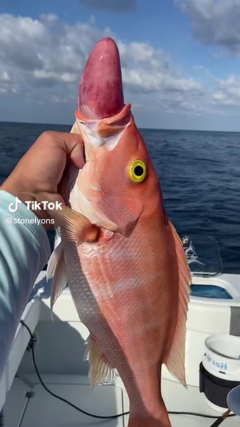 Alien Deep Fish: A Memorable Deep Drop Fishing Experience