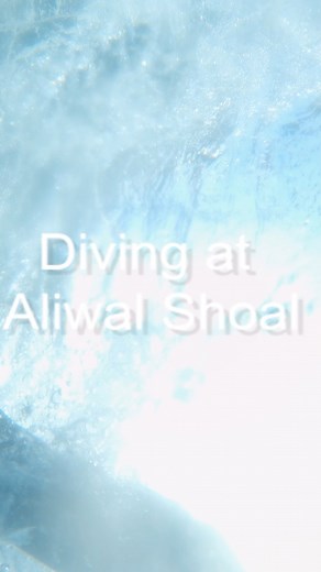 Diving at Aliwal Shoal, South Africa. #scubadiving #aliwalshoal #scuba #scubadive #southafrican | Fearless On Four Wheels