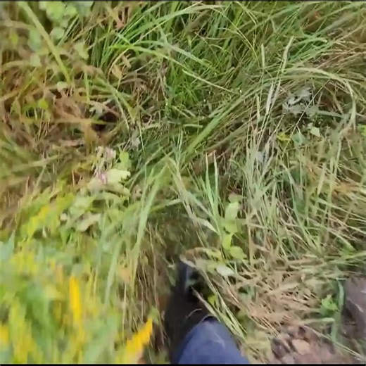 Showing How Beavers Made A Muddy Mess Of This Road | Post 10