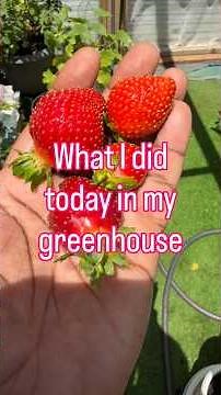 First greenhouse walkthrough after the monsoons! 🍉🍋🌱 #Greenhouse #Gardening #Arizona