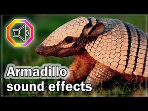 Armadillo sound effects | Armadillo screaming | Animal sounds