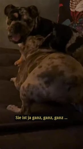 Senf aus Hollywood on Instagram: "Welcome Alvin Browndot. 🥹💕"