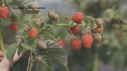 Cornell University unveils two new types of raspberries, hitting stores next year