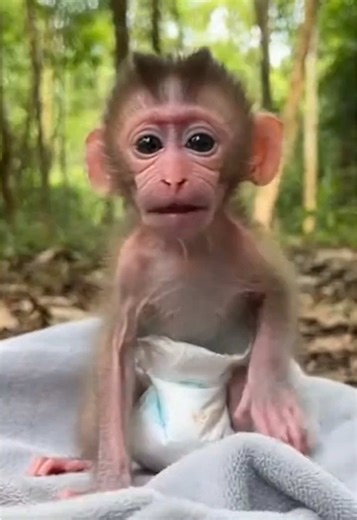 Poor baby monkey Momo try to relax with mom on blanket and surprise big monkey grab Momo💔💔 #monkey #babymonkey🐒❤️ #monpai #monkeytantrum