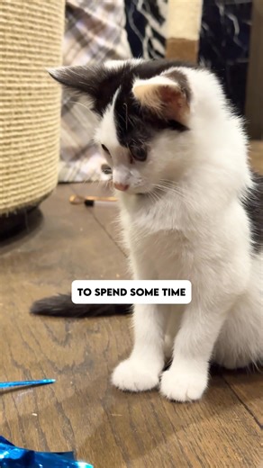 This cat cafe is a must visit when in London  Java Whiskers Marylebone  Java Whiskers Westfield White City | Inside Our Suitcase | Facebook