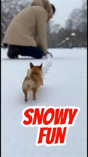 Cutest snow playtime in the world ❄️