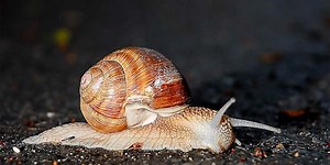 Slug vs snail - diferença e comparação - Blogue 2026