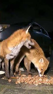 【FOX/キツネ】 Two friendly Foxes. チョット仲良し ♯Short from Ireland 1397