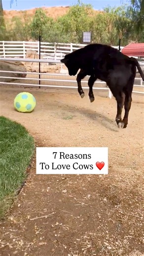 657K views · 39K reactions | We could list 100 reasons to love cows, but here are 7 of our favorites  | The Gentle Barn | Facebook