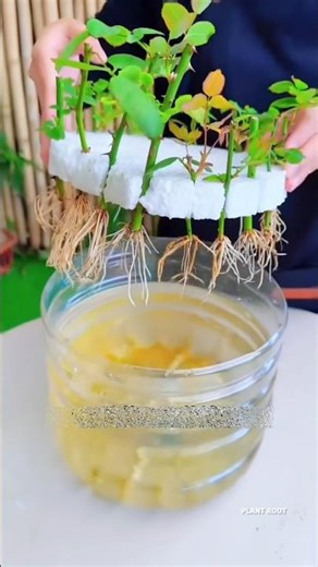 🌹Grow Roses in Water Bottle Fast Rooting Tips #growth #cuttingskills #flowers