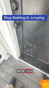 13K views · 88 reactions | 略Stop Barking & Jumping On Guests 略 #dogtraining #clickertraining #dogclass #dogclasses #marylanddogtrainer #dogtrainingadvice #doberman #doggo #dogtips #dogtrainingtips #certifieddogtrainer #doglife #dogdad #dogmom | Best Buddy Dog Trainer, LLC | Facebook