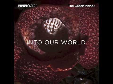 The Green Planet | BBC Earth | BBC Player
