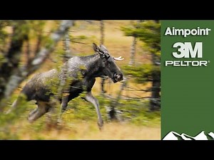 Majestic Swedish Moose Hunt