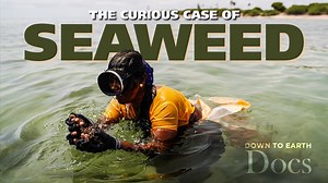 5 comments | Is there a link between the ice creams and cosmetics we find in supermarkets and Kappaphycus alvarezii, an invasive seaweed species? How do they connect, and what are its economic and environmental implications? Watch the documentary The Curious Case of Seaweed to know more. https://www.downtoearth.org.in/climate-change/why-is-indian-government-promoting-invasive-seaweed-like-kappaphycus-alvarezii-dte-docs | Down to Earth | Facebook