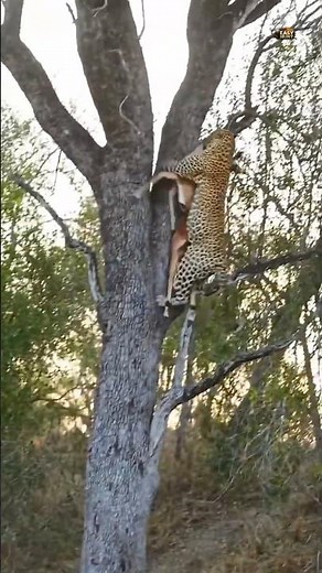Cheetah Hunts Deer & Climbs Tree 🐆🌳 | Unbelievable Wild Moment#shorts #cheetah #hunting #wildanimals