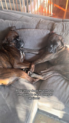 Dog Lovers Unite: The Bond Between Boxer Dogs