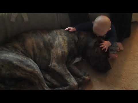 1.5yo Male Boerboel "Dichotomy Triakis-Batu" ~Family Life & Civil Ag~