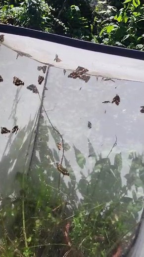 Butterfly master! Common map butterfly breeding / Araschnia levana
