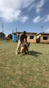 87K views · 2.4K reactions | Object guarding with Belgian Malinois | Baxton DOG Training Academy | Facebook