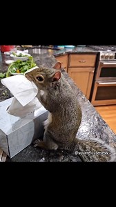 2.8K views · 41K reactions | Baetril can never have enough tissues!...