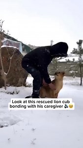 143K views · 8.3K reactions | At a wildlife park, a rescued baby lion...