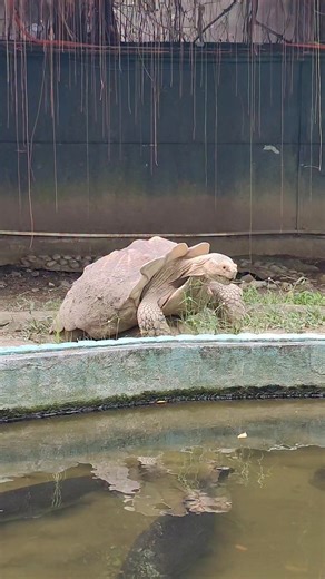 5.9K views · 120 reactions | Tortoise mating sound#reelsvideo #reelsviral | Jae Ann Andrescio Trero | Facebook