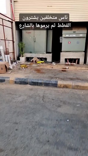 Cats Drinking Water in Urban Setting