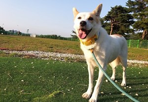 Famous Korean rescue dog missing in Kelowna