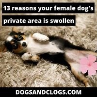13 Reasons Your Female Dog's Private Area Is Swollen (2023) - DogsAndClogs