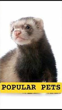 TOP 10 MOST POPULAR PETS. #top10 #pets #mostpopular #petlovers #countdown