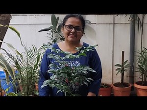 Radermachera Sinica ...China doll plant... How to grow and take care