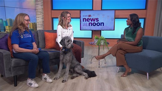 4K views · 20 reactions | Fairgoers can visit the Fraser Sensory Building for therapy dogs and a calming space at the Minnesota State Fair. | KARE 11 | Facebook