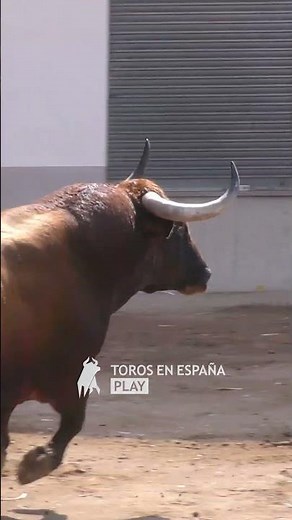 ESPECTACULAR TORO