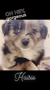 43 reactions · 12 comments | Misty's Toy Aussies on Reels | Facebook