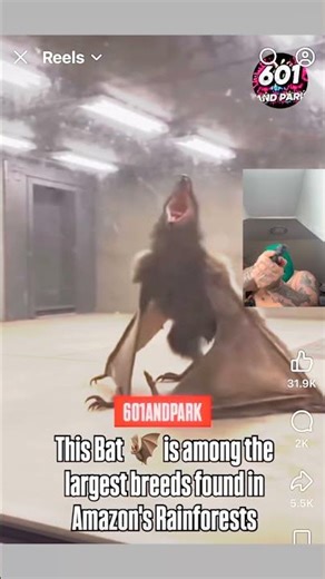 human sized bat attacks