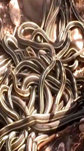 17K views · 137 reactions | கொத்துகொத்தான விஷபாம்புகள் #tamilultimate #snake #snakebite #snakes #snakevideos #reels #reelsvideoシ | TAMIL ULTIMATE | Facebook