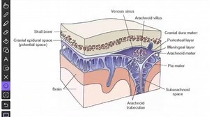 Anatomy of Dural Folds - Falx cerebri  Tentorium cerebelli  Falx cerebelli  Diaphragma sella