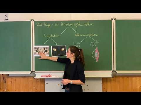 Das Auge: Adaptation und Akkomodation