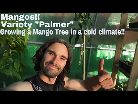 Growing Mangos in a cold weather climate! Can it be done?