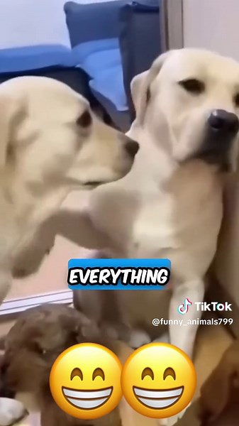 Talking Cat and Dog Voiceover Humor