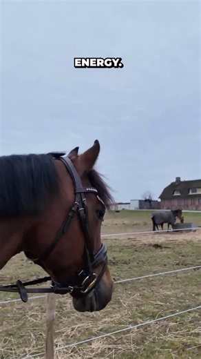 Horses Feel Your Energy... 🐎♥️ #horse #equestrian #shorts