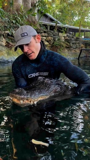 How do you tell an alligator from a crocodile? There are actually many different species of crocodilians around the world, and each one has their own differences, but the very basic dumbed down answer is the alligator has a more round broad snout, crocodiles have a more narrow pointed nose, alligators are darker, crocs are lighter, and in Florida American alligators are usually in freshwater, and American crocodiles are usually in saltwater, although either can be in either habitat. Gators canno