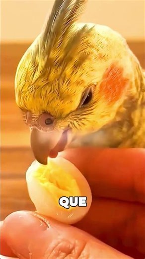 This Cockatoo Fulfilled Her Biggest Dream 🤯❤️