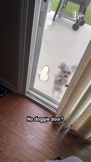 Might be time to get a doggie door! 🤣🐶 #Dog #FunnyDog #Smart #HomeImprovement | The Pet Collective