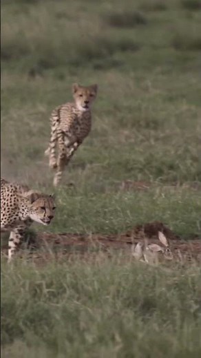 Cheetah vs.rabbit.Who's the fastest?#unbelievable.