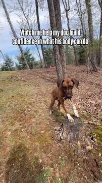 Building confidence-one paw at a time. Read the description for more information. ￼