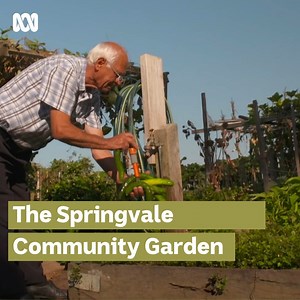 Are you involved in a community garden? We would love to hear about it! Share below 👋 Jane Edmanson has a special affinity for the Springvale Community Garden, and it's obvious why. Bumper crops, mouthwatering recipes and tranquil meditation spots - take a look and see for yourself. 💚💛 📺 Create an ABC Account to stream the latest episode of Gardening Australia on ABC iview: abc.net.au/signup #CommunityGarden #Springvale #BumperCrop | Gardening Australia